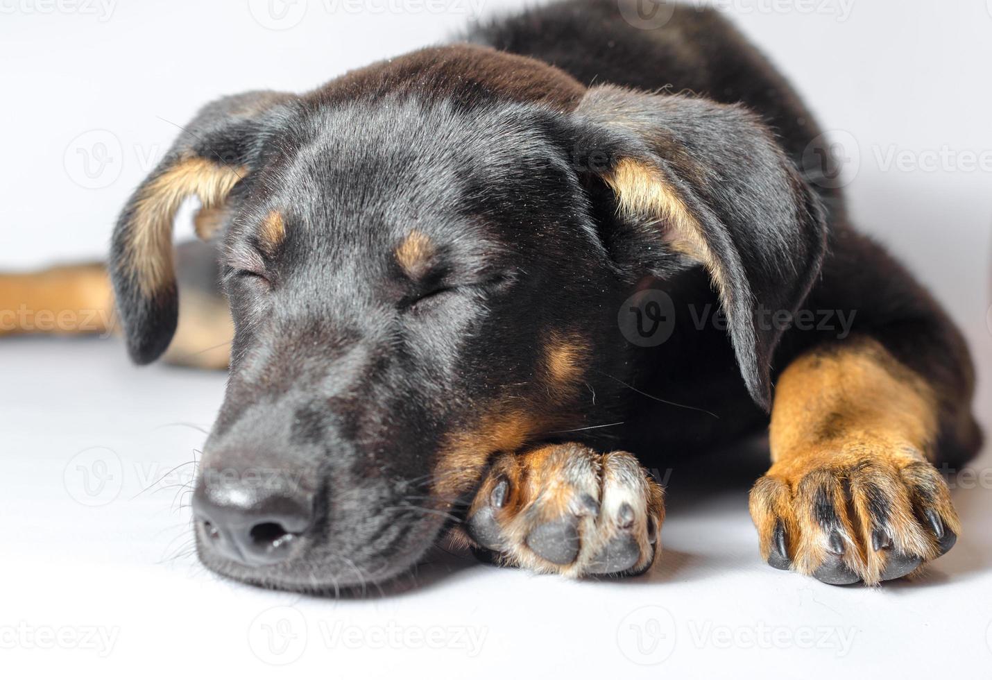 svart och brun hund som sover foto