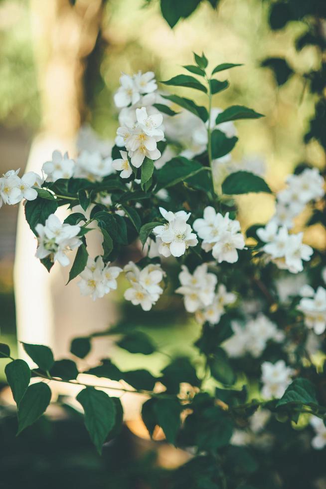 vacker blomma buske foto