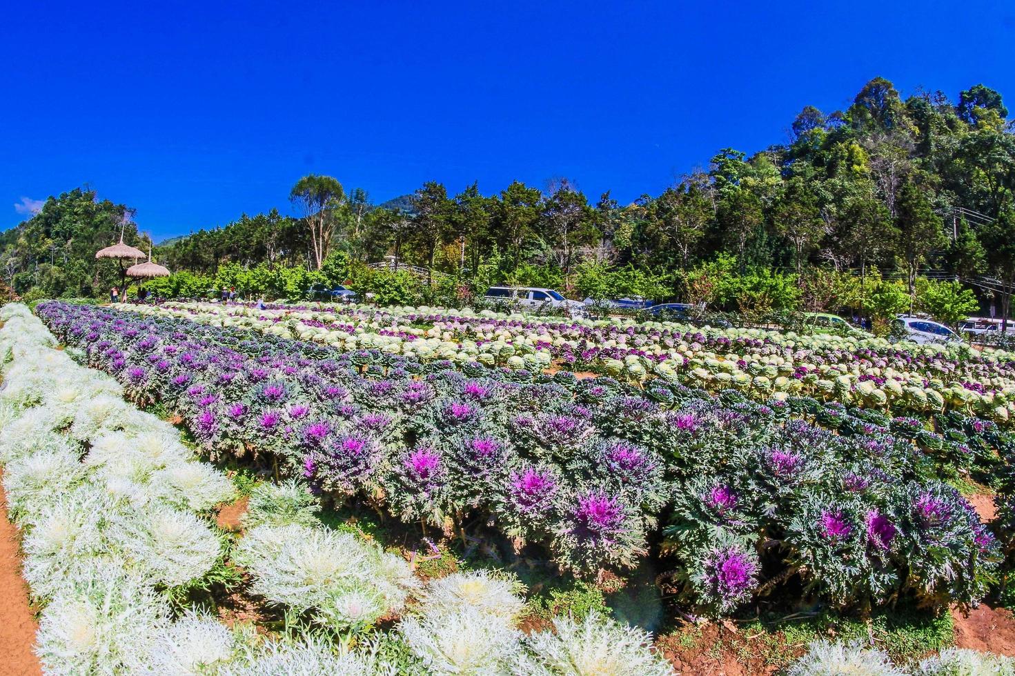 Chiang Mai, Thailand 2017 - Doi Ang Khang jordbruksgård foto