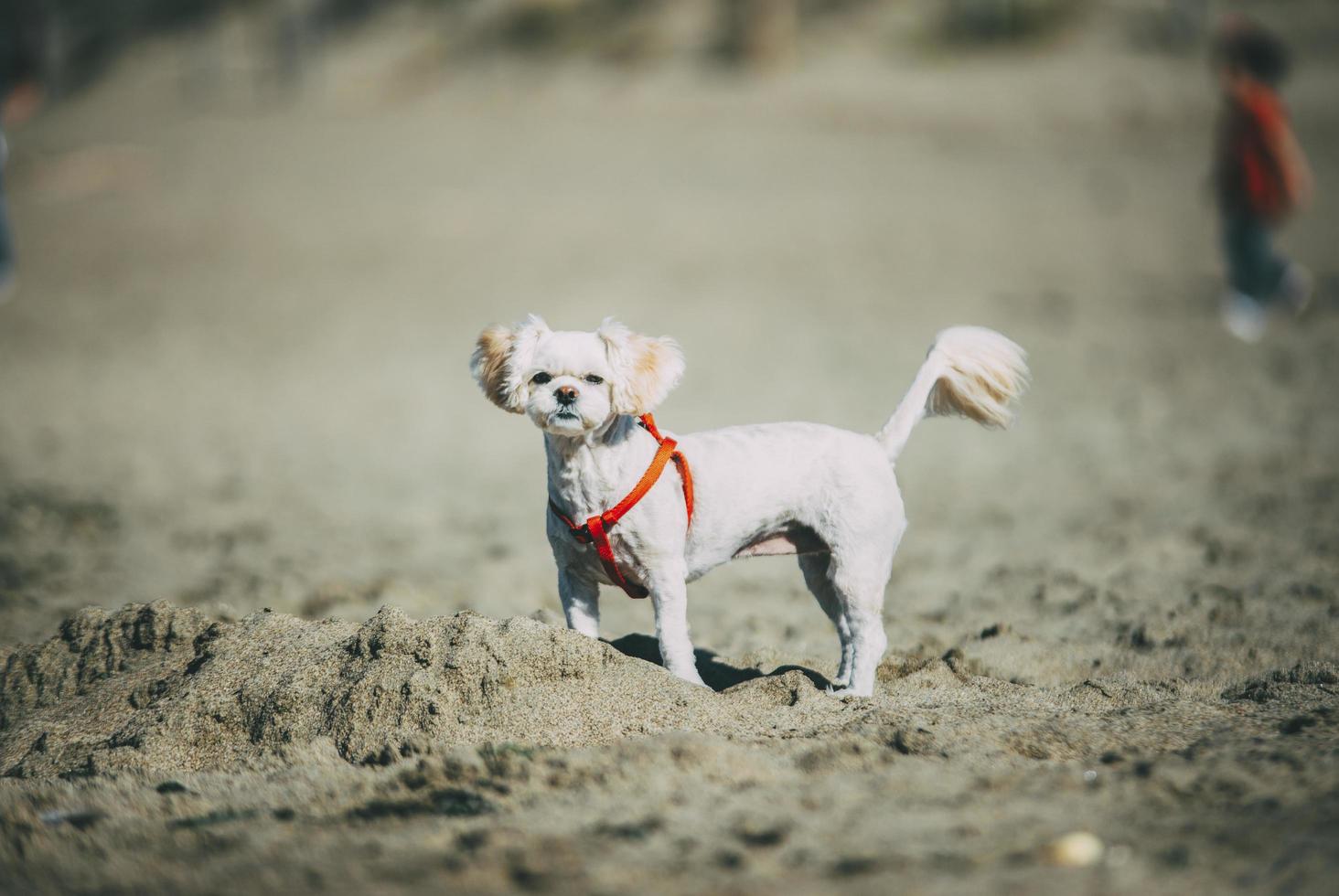 vit hund i sand foto