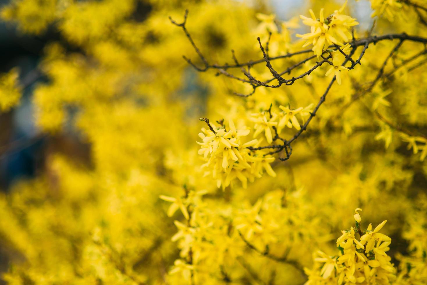 gult träd blommar foto