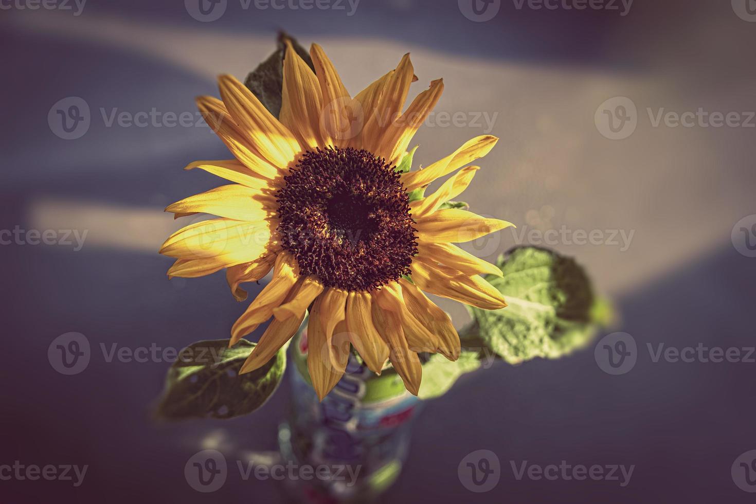 gul solros blomma i närbild foto