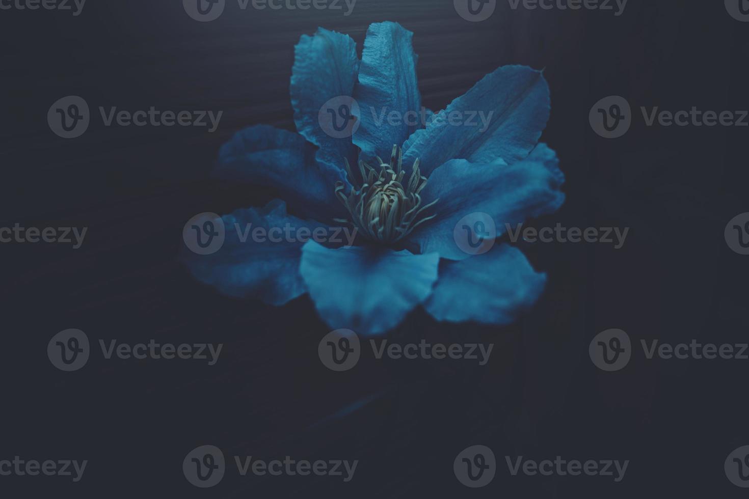 clematis blomma i de trädgård i närbild foto