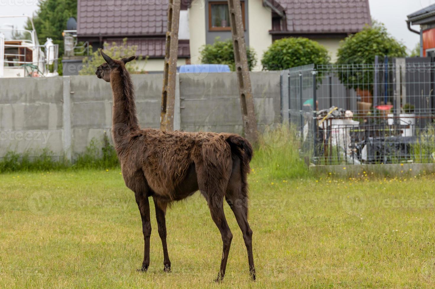 brun lama gående på grön gräs på en värma sommar dag foto