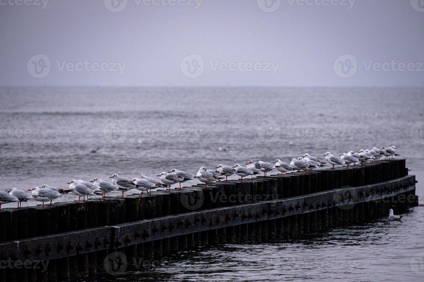 havet landskap av de baltic hav på en lugna dag med en trä- vågbrytare och seagulls Sammanträde på den foto