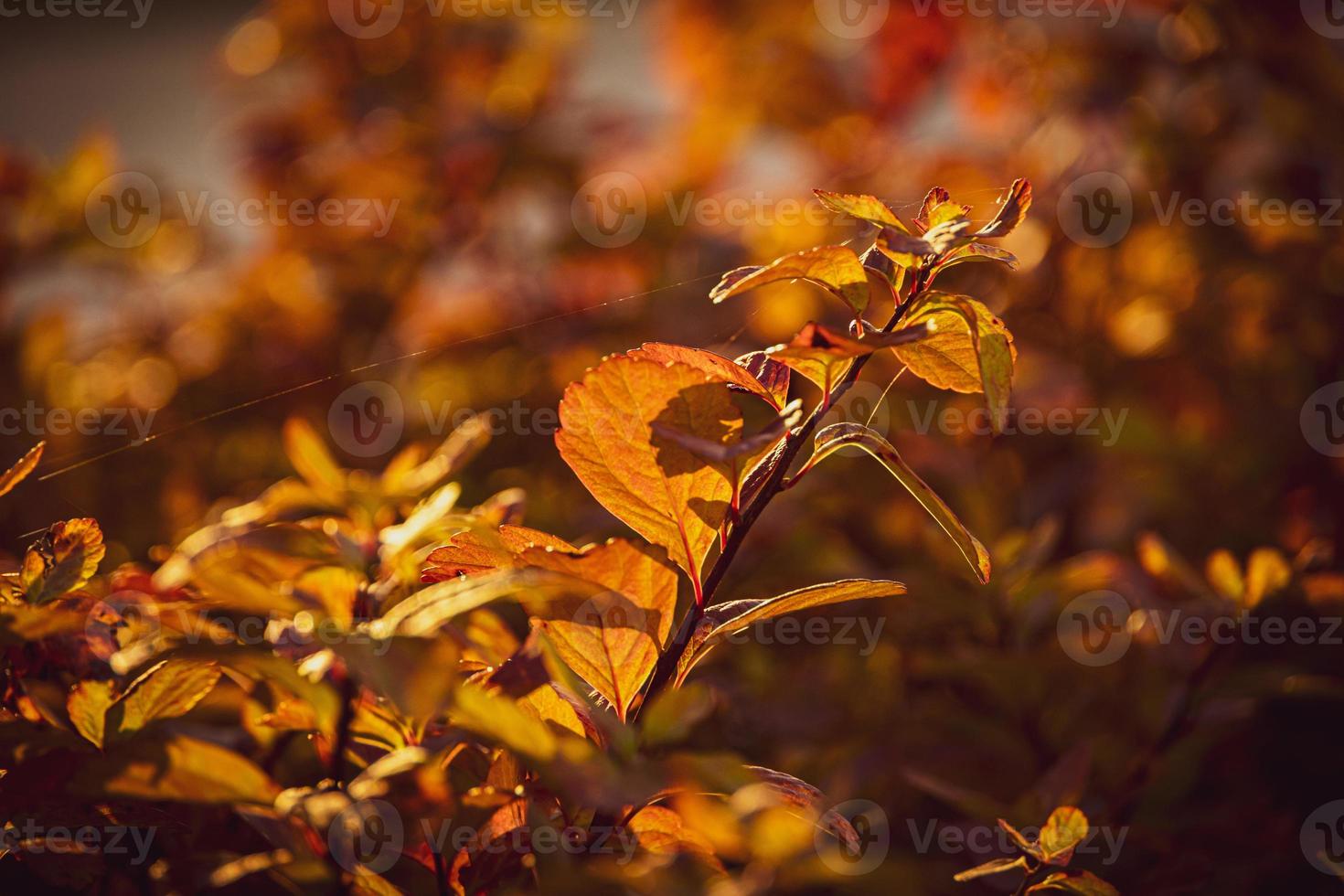 buske med gul löv i närbild på en värma höst dag i de trädgård foto