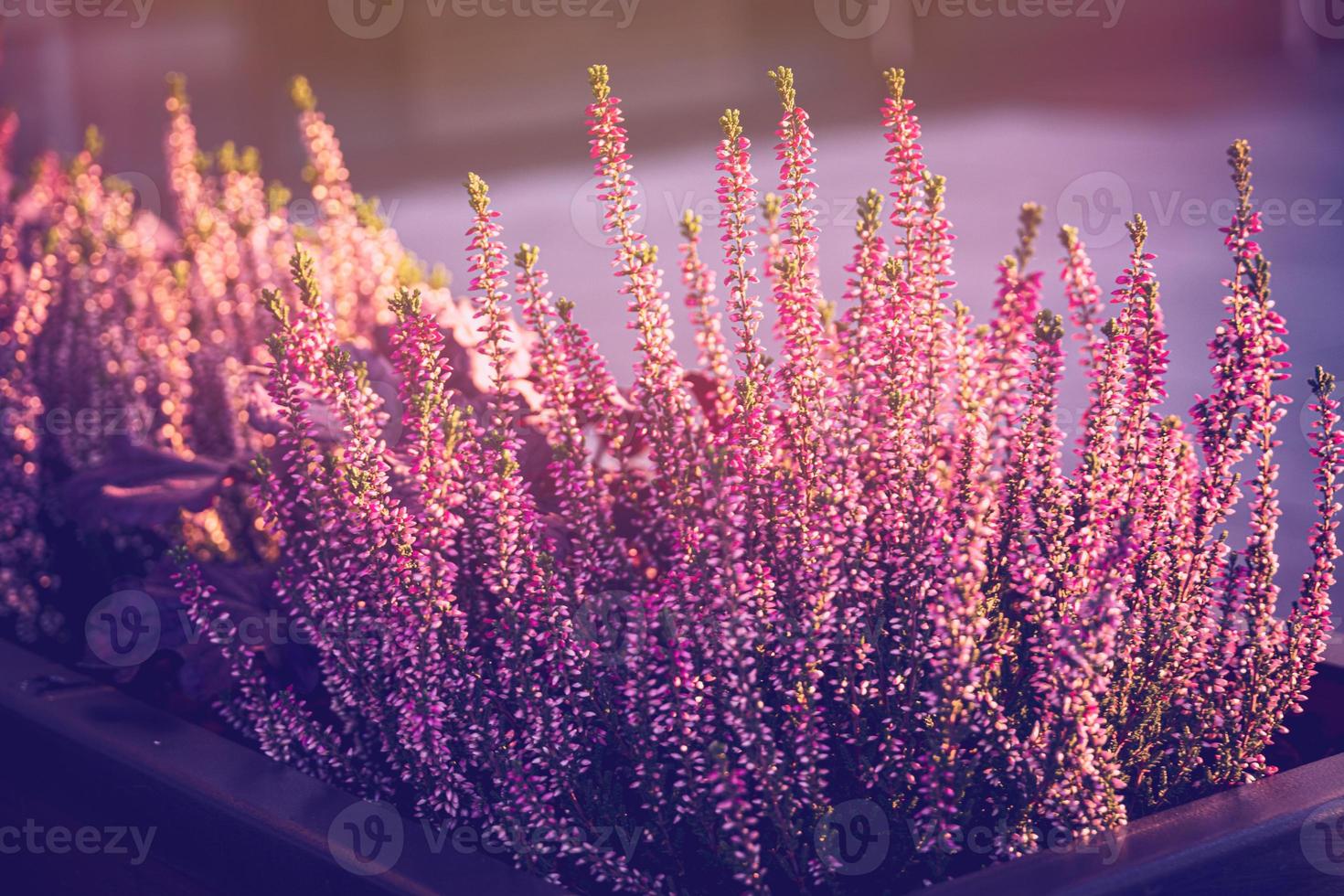 lila ljung i de höst trädgård med värma solsken foto