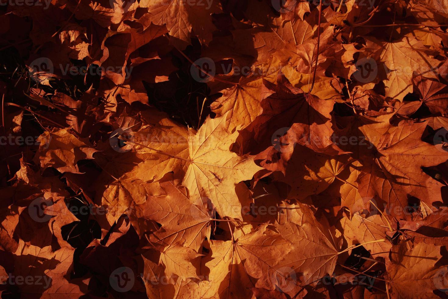 l gyllene höst löv på en träd i en parkera under värma oktober Sol foto