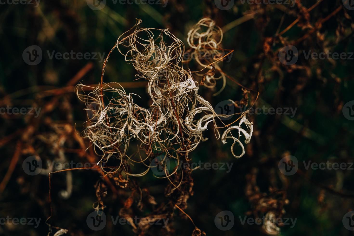 intressant abstrakt höst växt på naturlig bakgrund foto