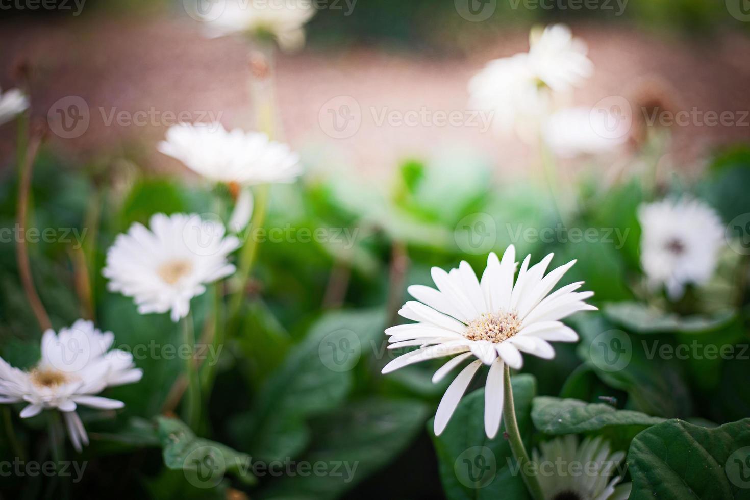 stänga upp gerbera blomma i parkera foto