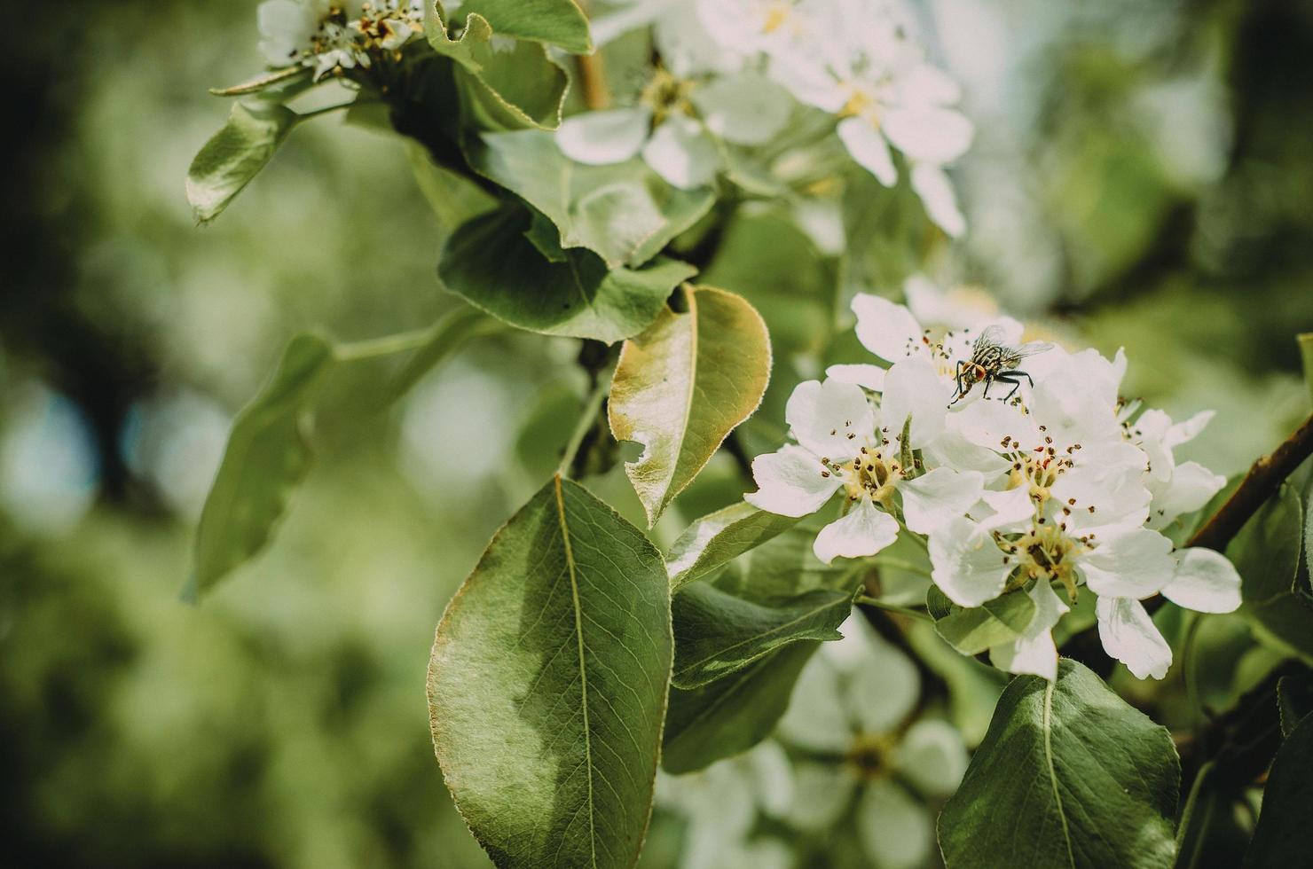 vita blommor på ett träd foto