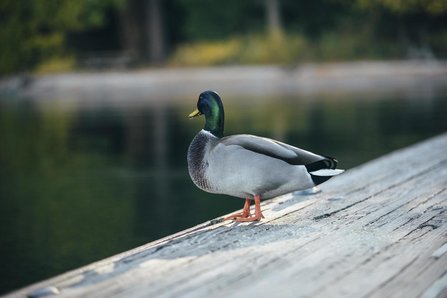 anka på trä foto