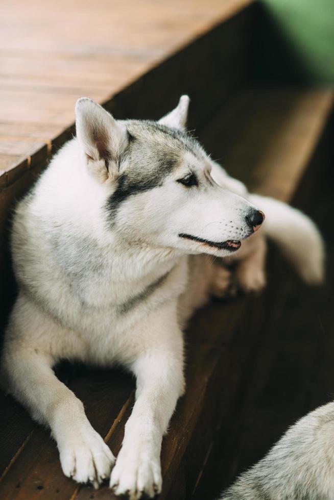 husky på trappan foto