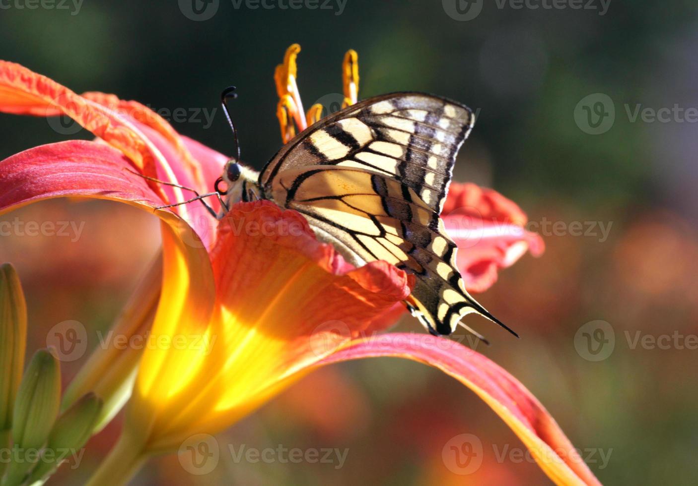 papilio machaon fjäril Sammanträde i blomma foto