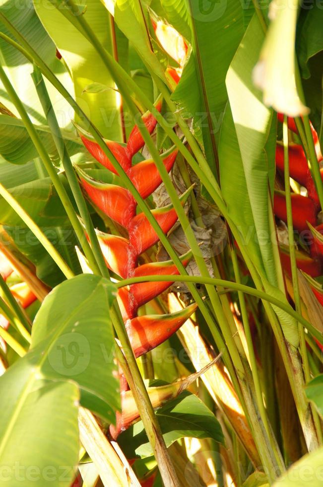 exotisk blomma växande i en botanisk trädgård på de spanska ö av tenerife på en sommar värma solig dag foto