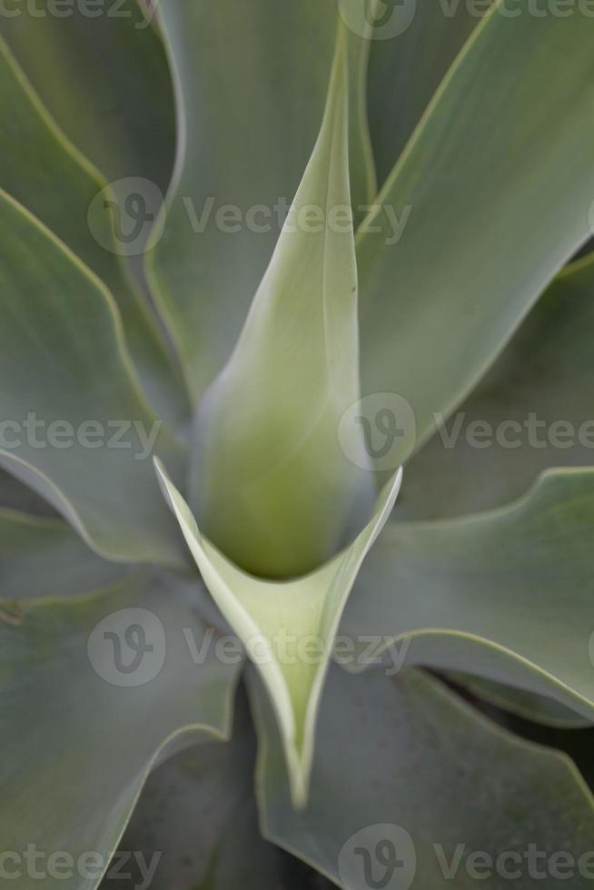 grön exotisk kaktus växt i närbild skapande ett intressant bakgrund foto