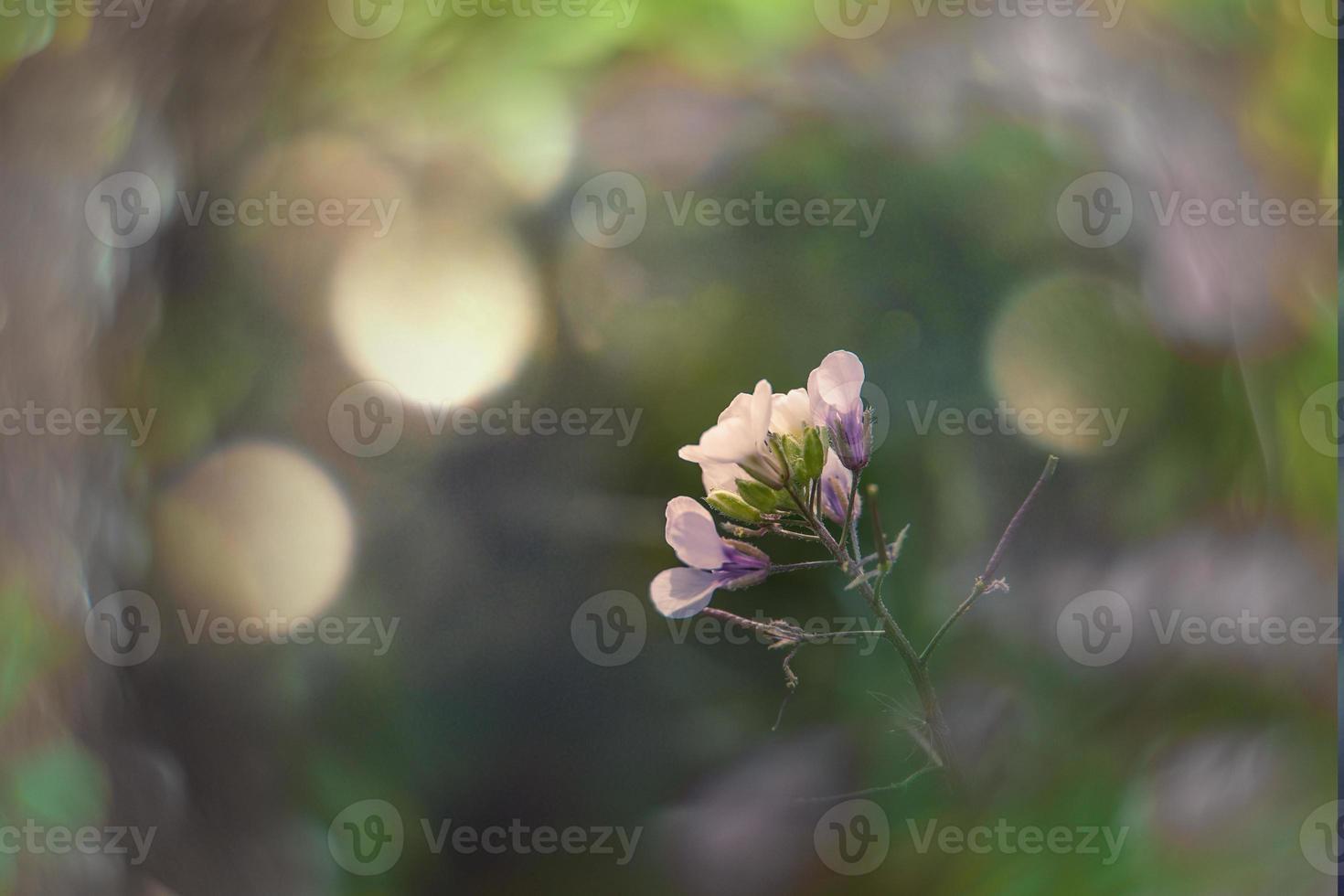liten delikat höst blommor i de trädgård på en bakgrund med bokeh foto