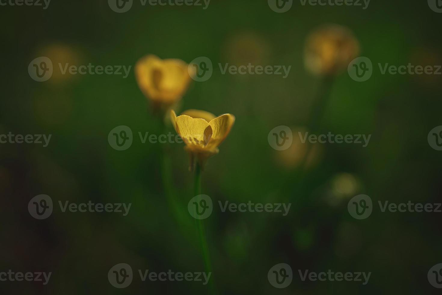 gul vår blomma på en bakgrund av grön äng i en naturlig livsmiljö foto