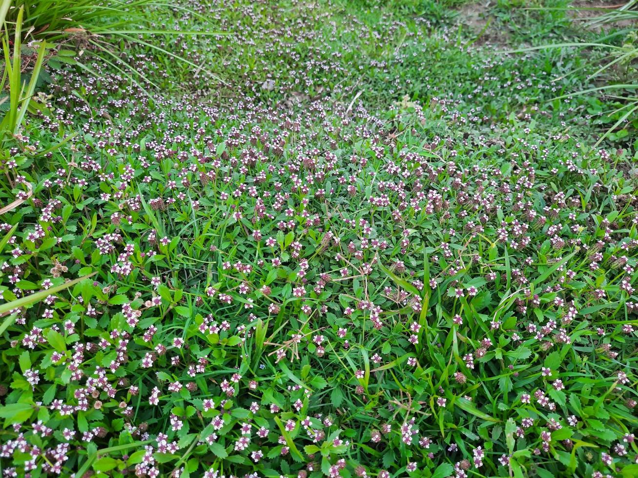 vit och lila blommor av de grön phyla nodiflora växt i en trädgård foto