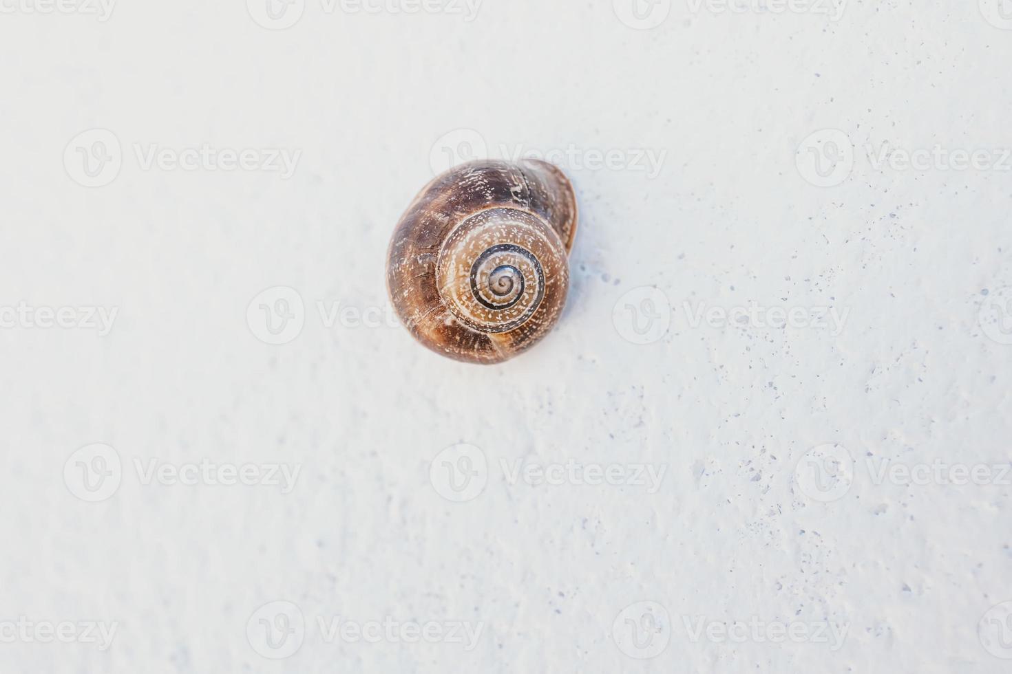 liten brun snigel skal på en ljus bakgrund foto