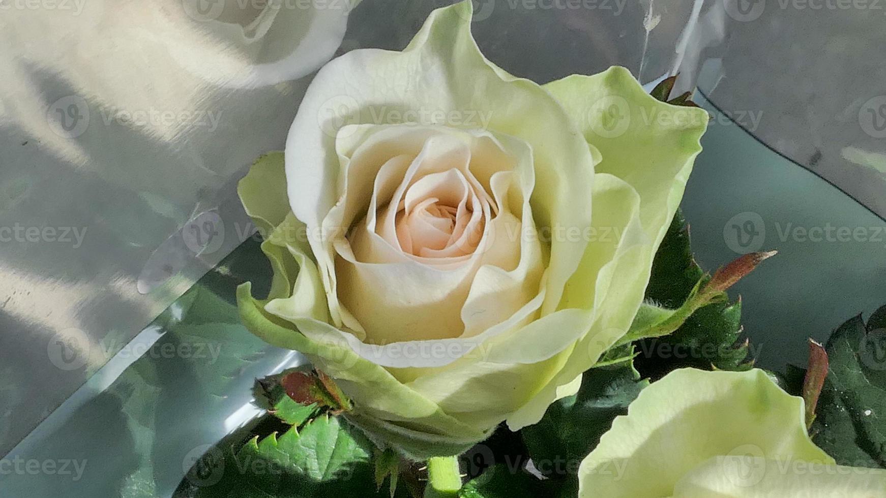 en skön reste sig blommor utomhus ro i de trädgård natur bakgrund foto