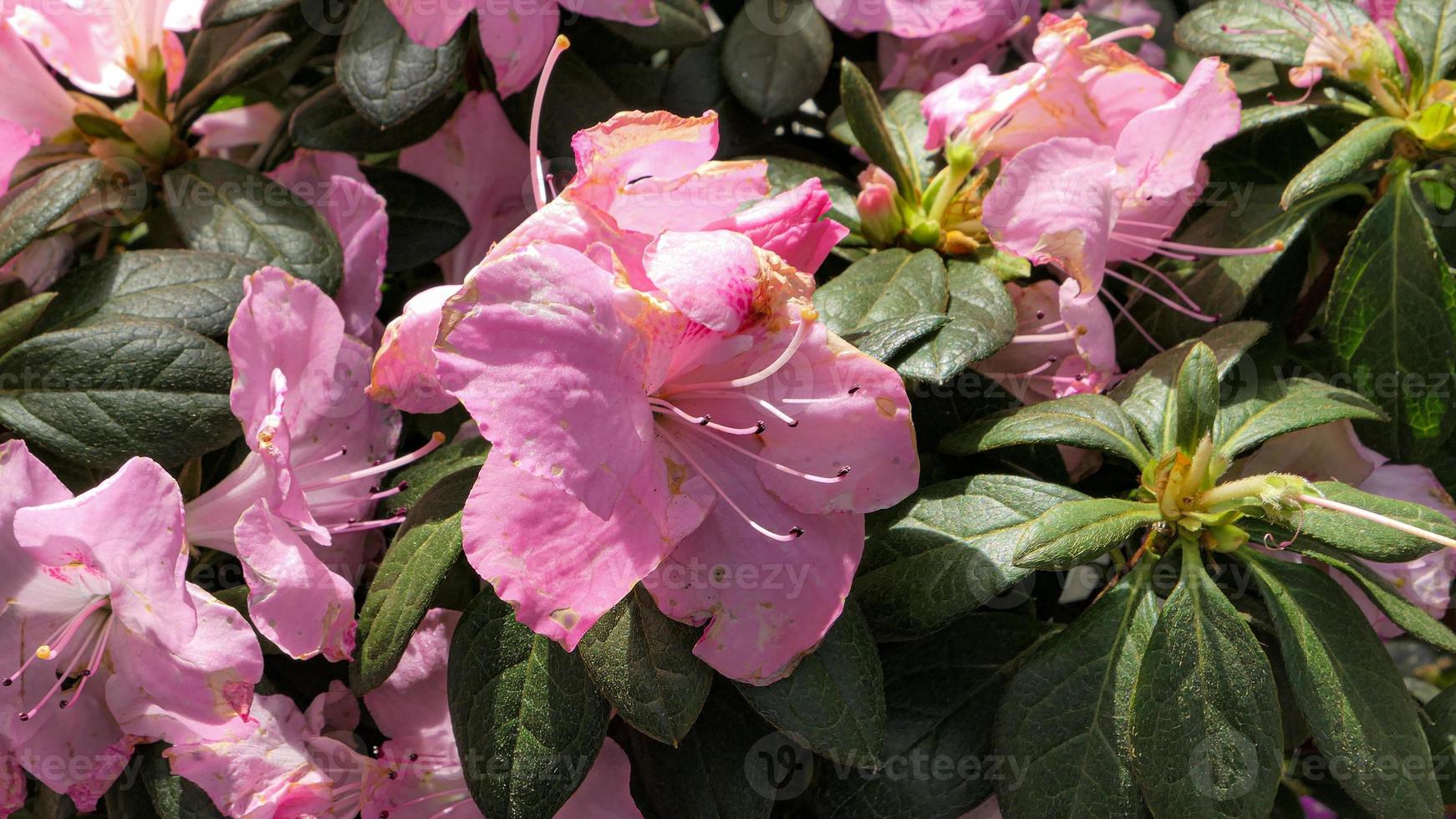 skön blomning lilja blomma i de växthus foto