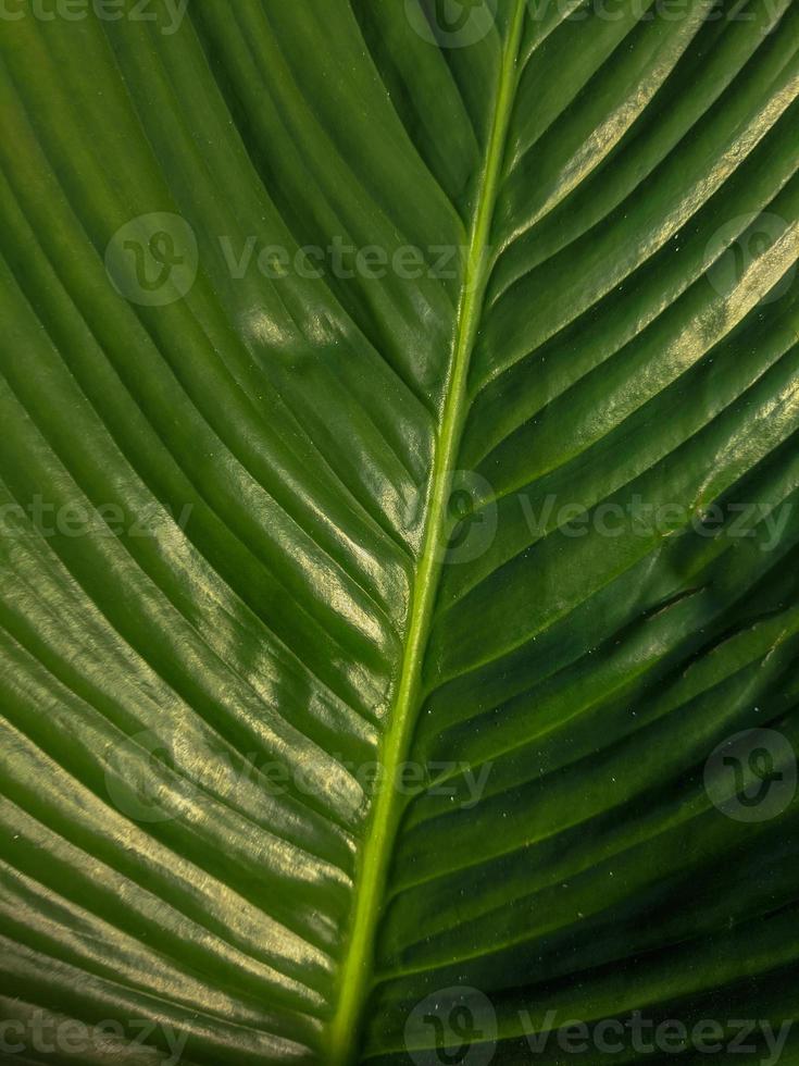 gröna blad textur natur bakgrund foto