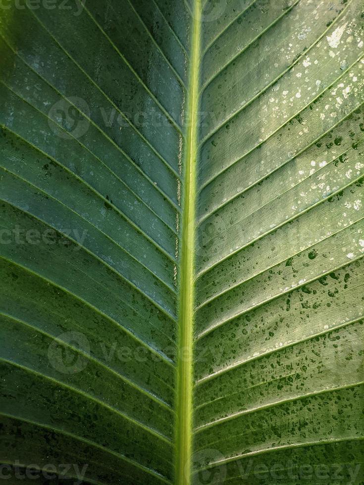 gröna blad textur natur bakgrund foto