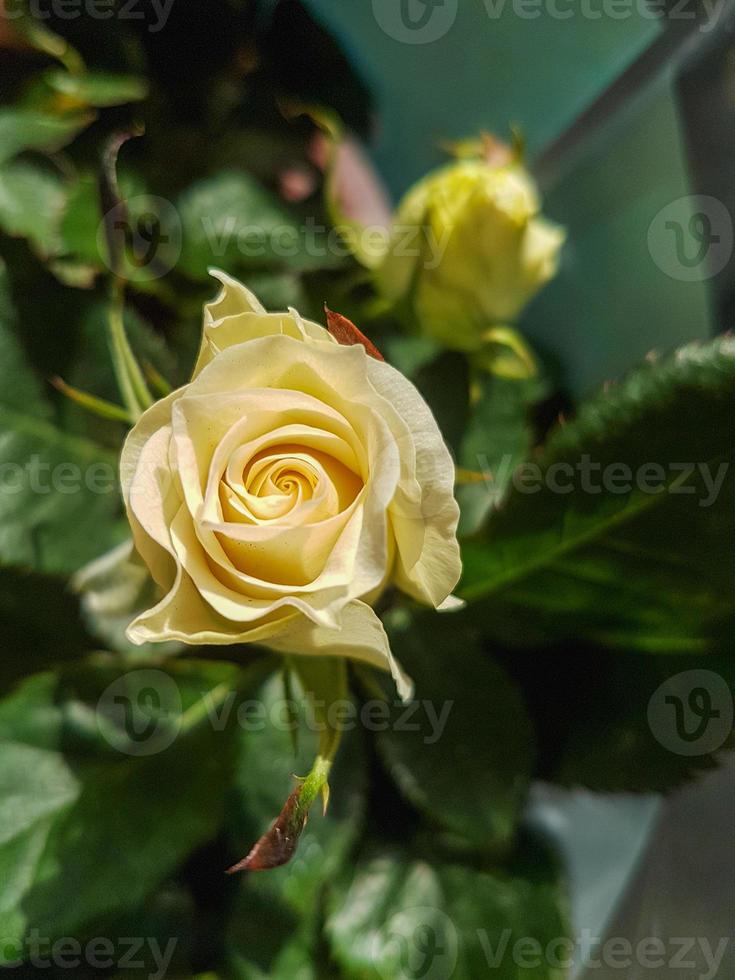 en skön reste sig blommor utomhus ro i de trädgård foto