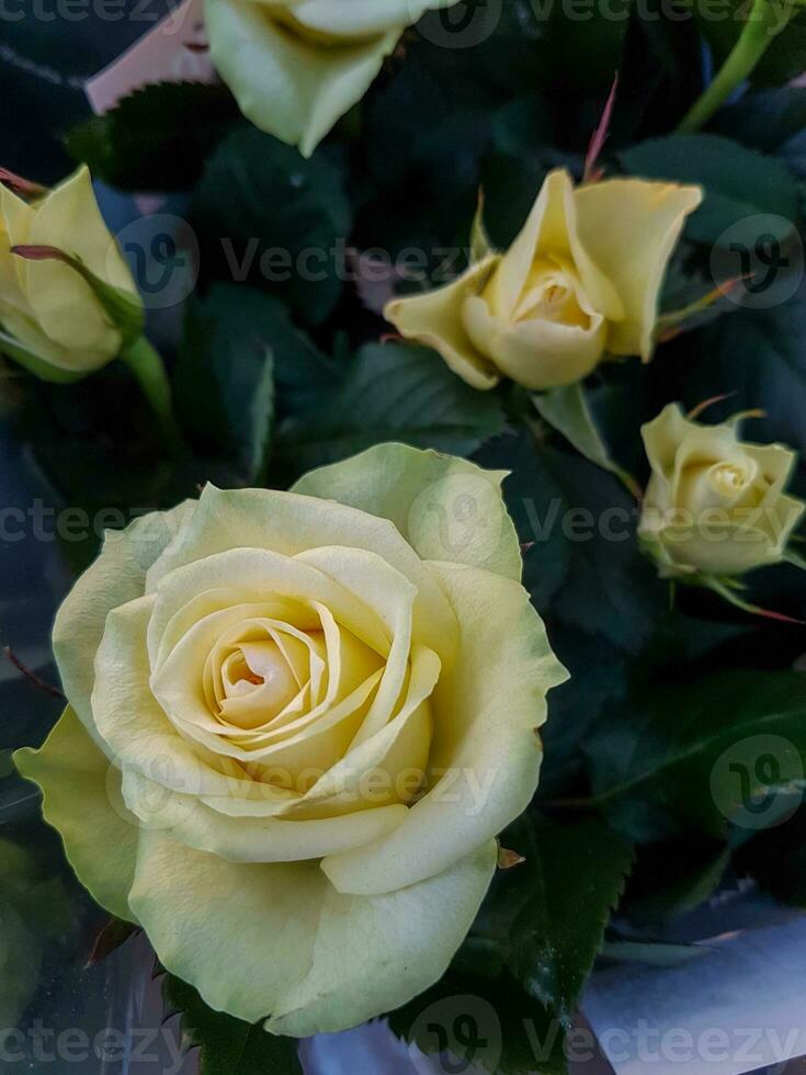 en skön reste sig blommor utomhus ro i de trädgård foto