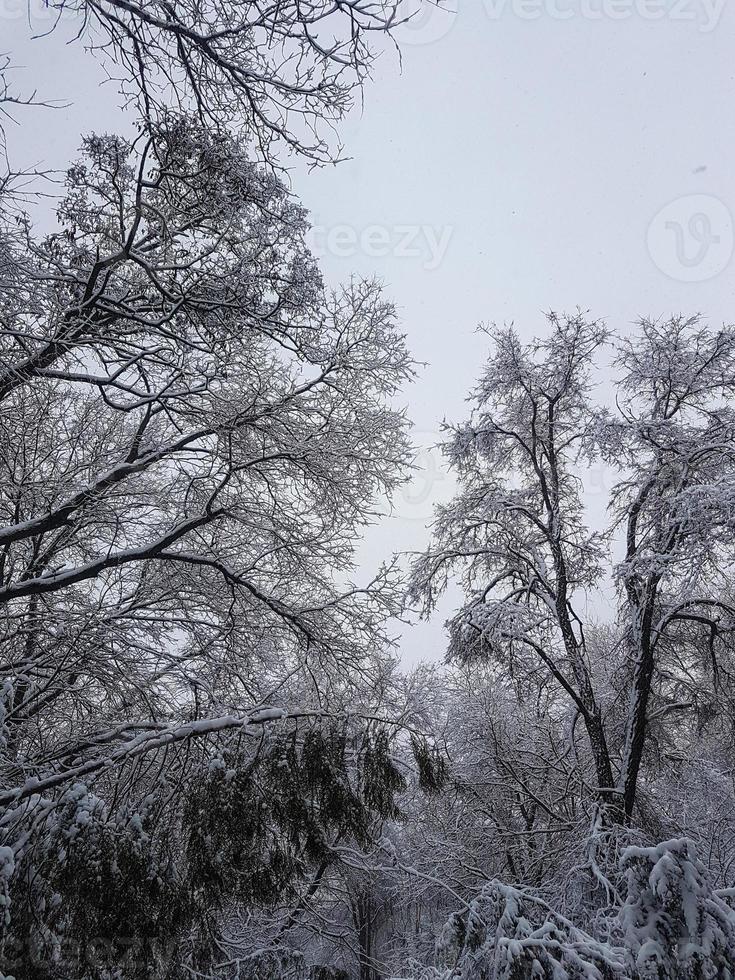 vinter- i de parkera landskap bakgrund foto