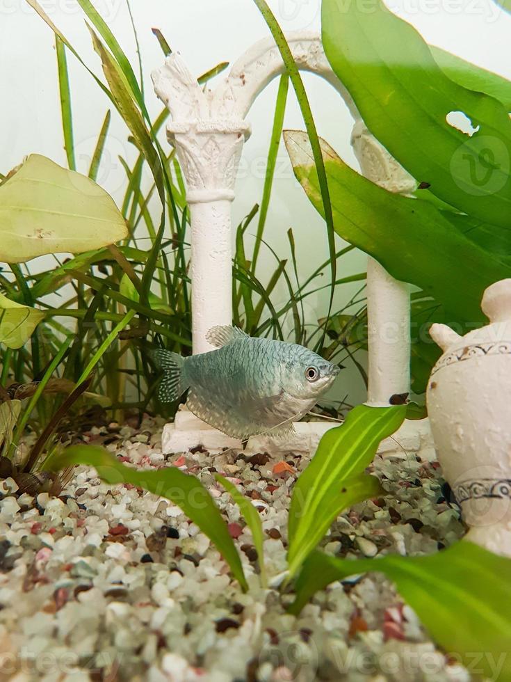 trichogaster trichopterus fisk i en akvarium natur bakgrund foto