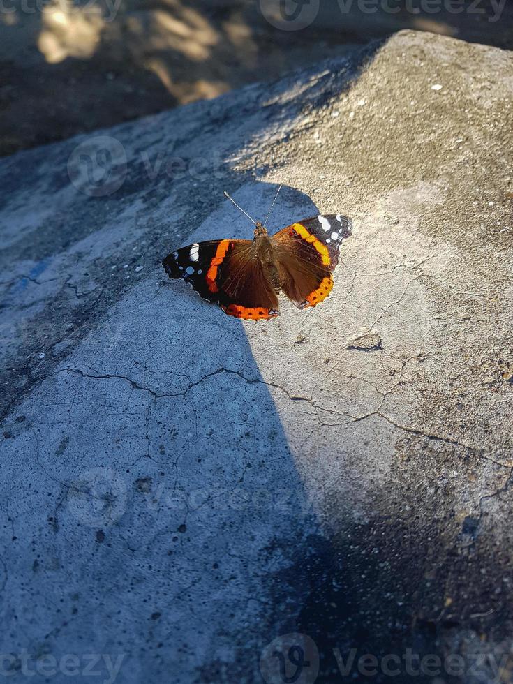 färgrik fjäril på betong golv urban gata natur bakgrund foto