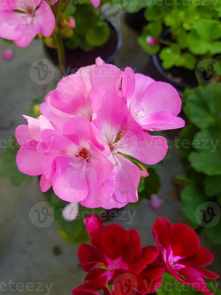 skön geranium blomma i de växthus närbild foto