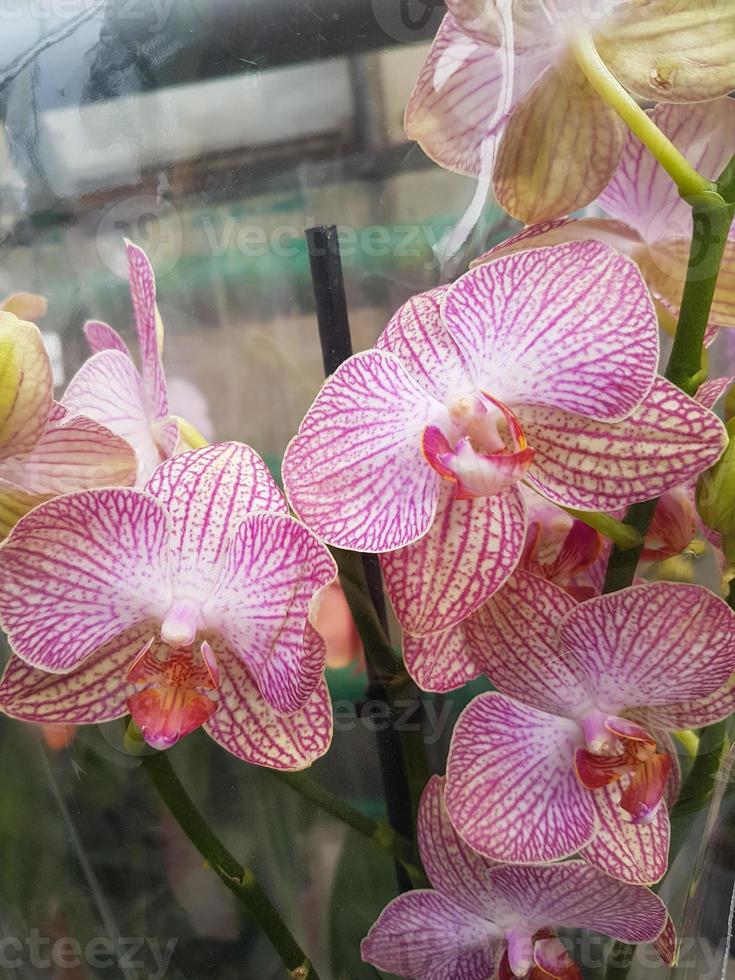 skön phalaenopsis orkidéer i de växthus foto