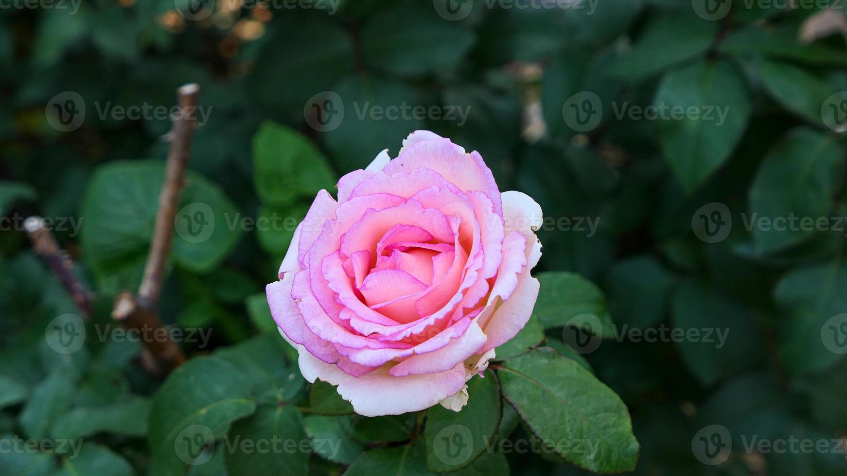 en skön reste sig blommor utomhus foto