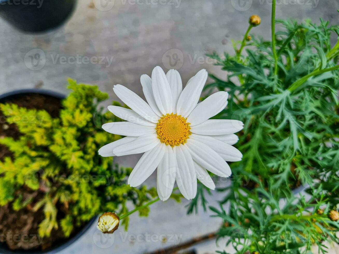 en skön Daysies blommor utomhus foto