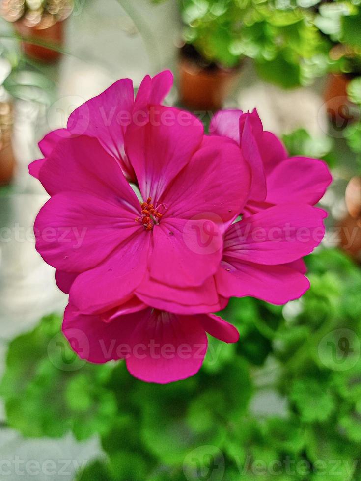 en skön pelargoner blommor utomhus foto