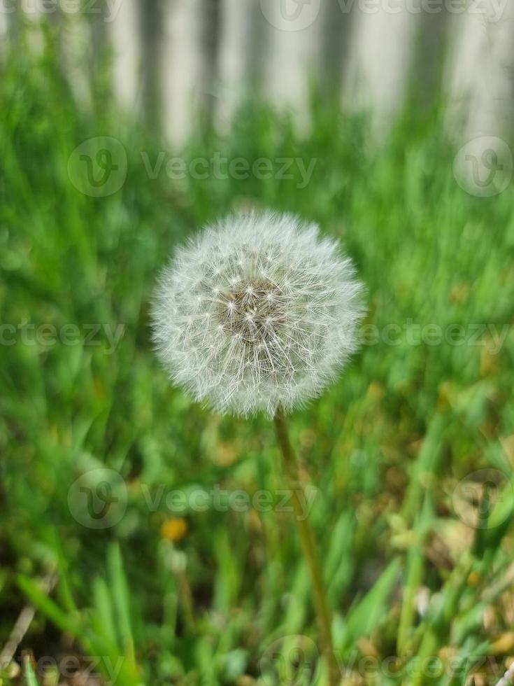 en skön maskrosor blommor utomhus foto