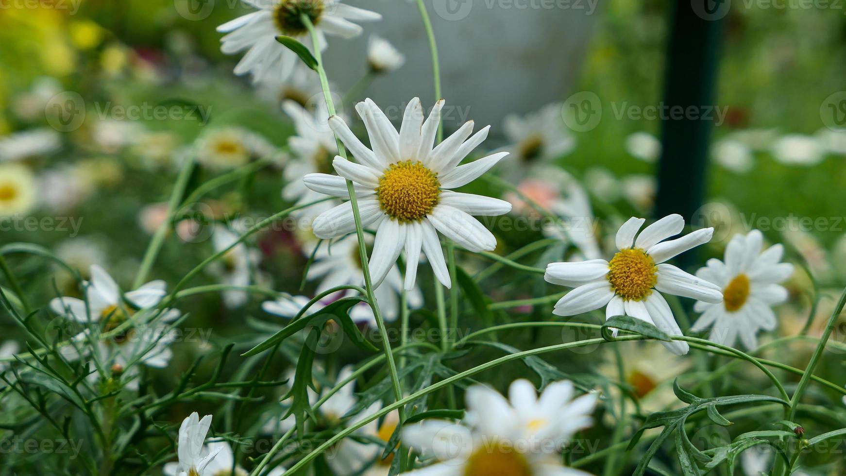 en skön Daysies blommor utomhus foto