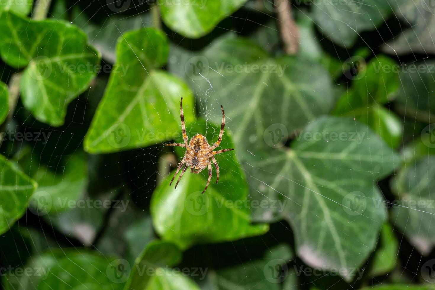 Spindel i en webb med grön lövverk i de bakgrund foto
