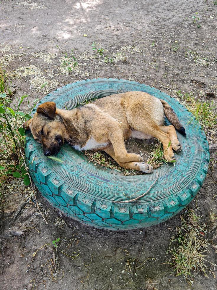 hemlös hund sovande på de gata foto