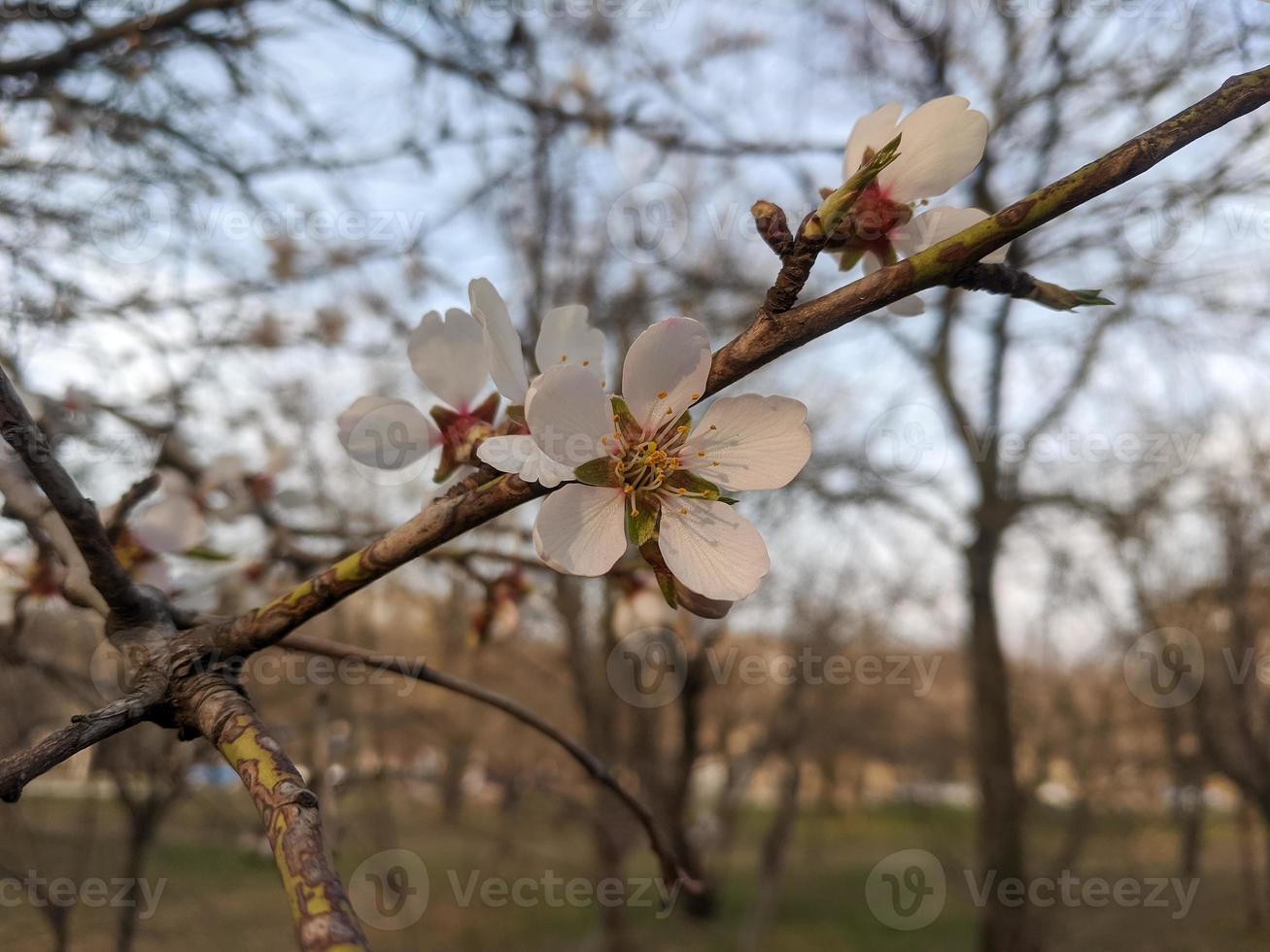 skön sakura blommor foto