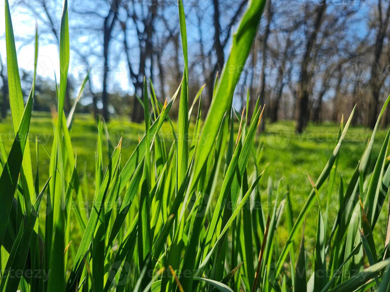 grön gräs natur bakgrund landskap foto