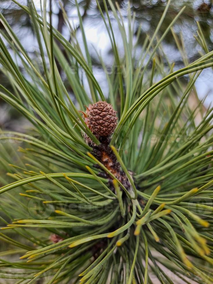 barrträd med kon grön natur bakgrund foto