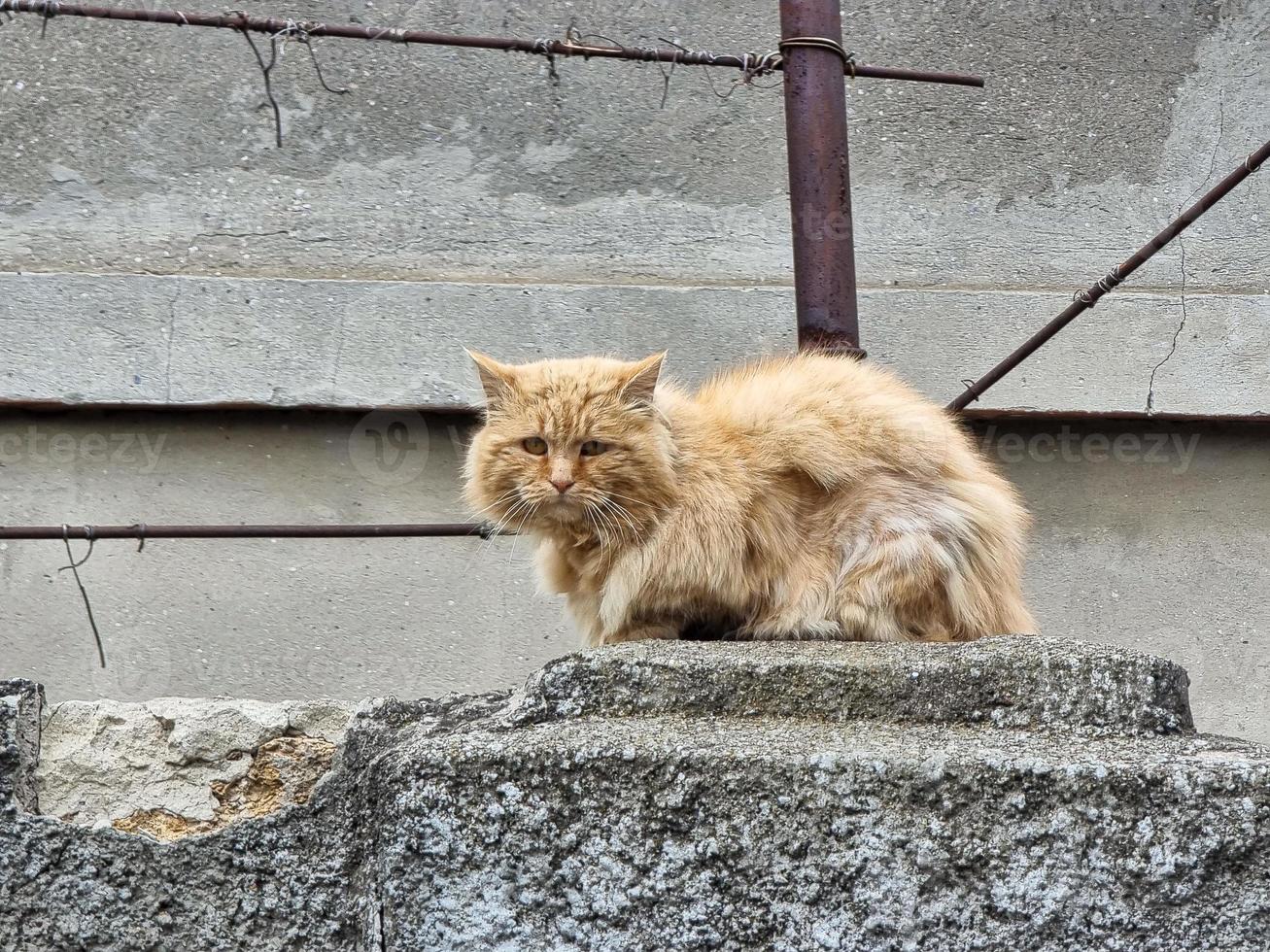 hemlös katt i de gata porträtt foto