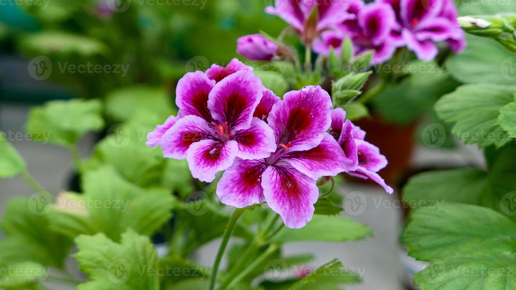 en skön pelargoner blommor utomhus foto