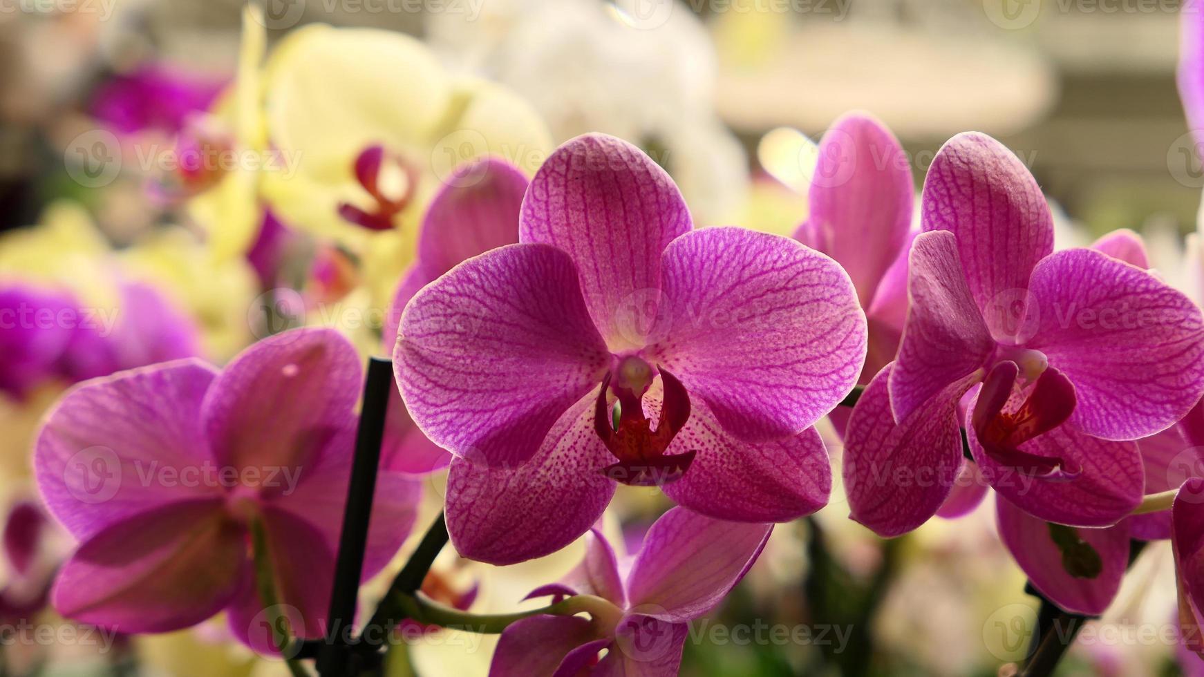 skön phalaenopsis orkidéer foto