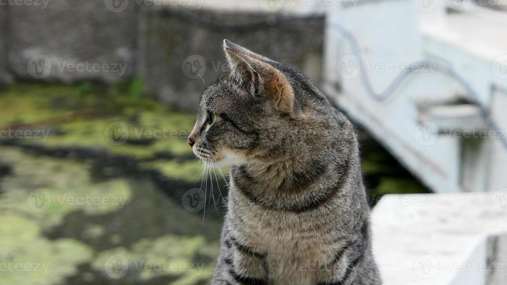 hemlös katt i de gata porträtt foto