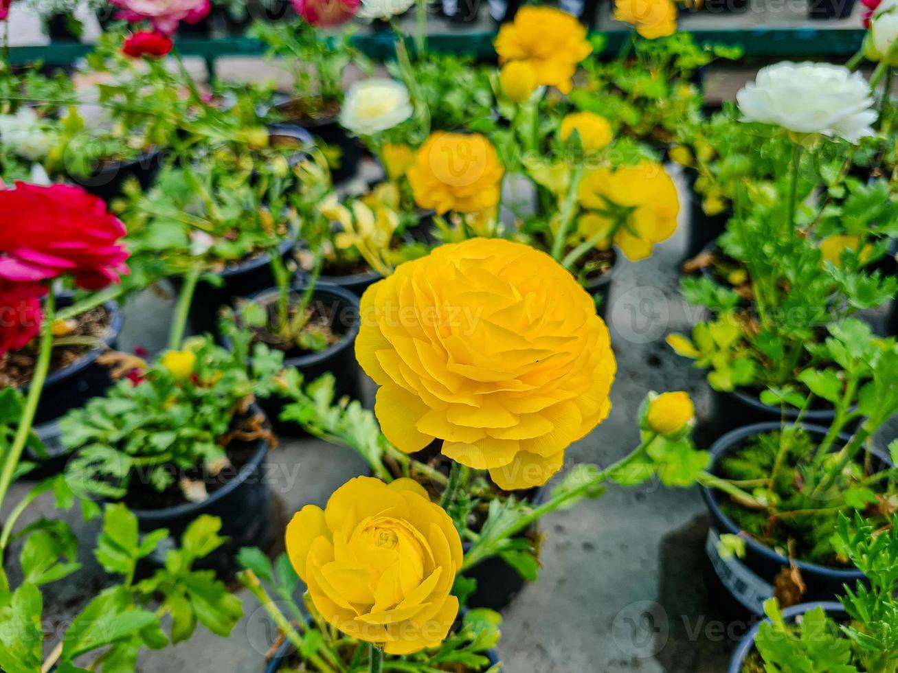 skön ranunkel blommor foto